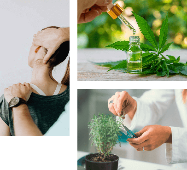 massage de la nuque, huile de cannabis et personne taillant une plante