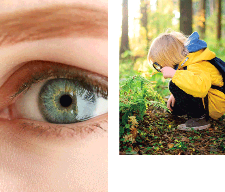 oeil en gros plan et enfant observant une plante à la loupe dans la forêt